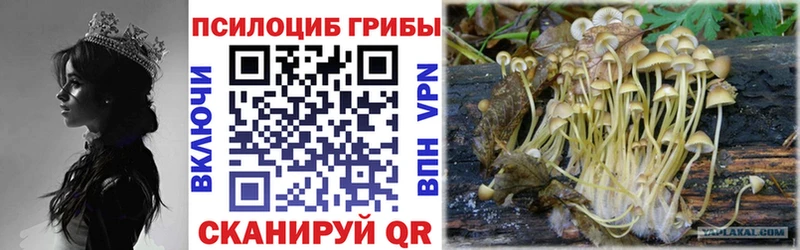 Псилоцибиновые грибы прущие грибы  как найти   нарко площадка какой сайт  Королёв 